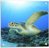 Tuinposter – Zwemmende Zeeschildpad bij Koraal op Zeebodem van Heldere Oceaan - 50x50 cm Foto op Tuinposter (wanddecoratie voor buiten en binnen)