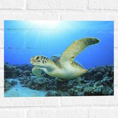 Muursticker - Zwemmende Zeeschildpad bij Koraal op Zeebodem van Heldere Oceaan - 40x30 cm Foto op Muursticker