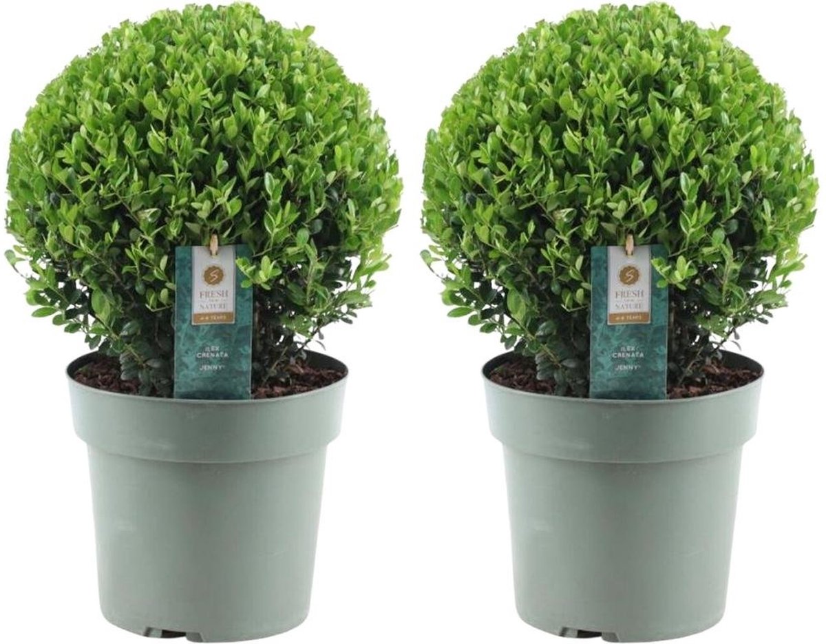Plants by Frank | Echte hulstplant in bolvorm XL | 2x Ilex crenata 'Jenny' bol XL | set van 2 stuks | 25 cm Ø diameter | buxusvervanger | Ilex | tuinplanten | buxus | planten