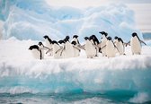Fotobehang - Vlies Behang - Pinguïns op de Ijsschots - 312 x 219 cm
