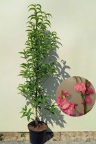 Jonge Zuilvormige Perzikboom | Prunus persica 'Terute-Beni | 60-80cm hoogte