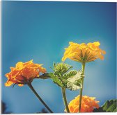 Acrylglas - Oranje en Gele Wisselbloemen voor Heldere Lucht Achtergrond - 50x50 cm Foto op Acrylglas (Met Ophangsysteem)