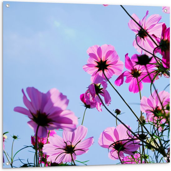 Tuinposter – Paarse Cosmea Bloemen met Heldere Lucht als Achtergrond - 100x100 cm Foto op Tuinposter (wanddecoratie voor buiten en binnen)