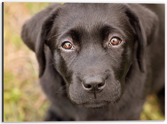 Dibond - Labrador retriever hond in het gras - 40x30 cm Foto op Aluminium (Met Ophangsysteem)