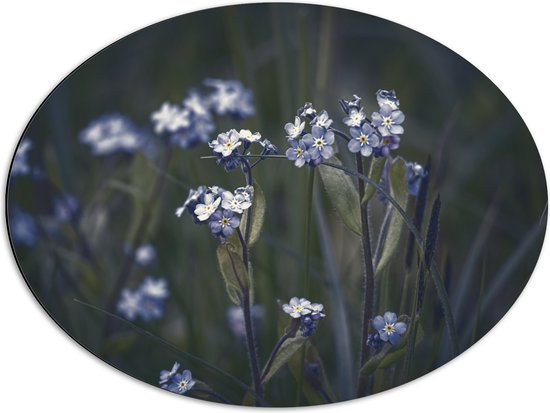 Dibond Ovaal - Blauwe Vergeet-Mij-Nietjes Bloemen - 68x51 cm Foto op Ovaal (Met Ophangsysteem)