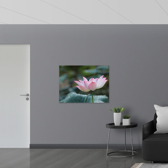 Poster Glanzend – Wit met Roze Lotus Bloem Voor Donker Groene Bladeren - 100x75 cm Foto op Posterpapier met Glanzende Afwerking