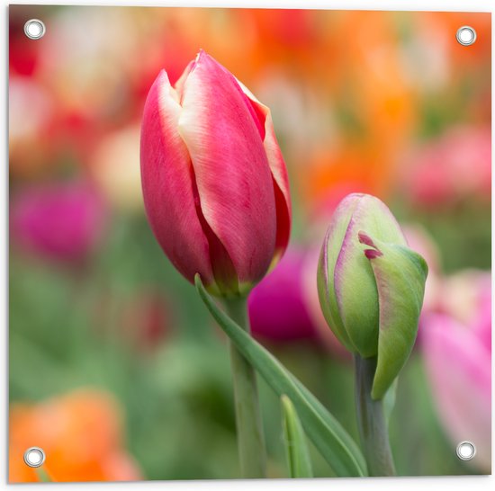 Tuinposter – Donker roze tulpen die nog aan het uitkomen zijn - Bloemen - 50x50 cm Foto op Tuinposter (wanddecoratie voor buiten en binnen)