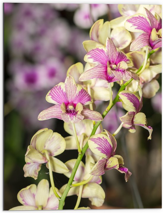 Dibond - Paars met groene orchidee bloemen met andere orchidee bloemen op de achtergrond - 60x80 cm Foto op Aluminium (Met Ophangsysteem)