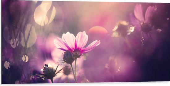 Dibond - Cosmea Bloemen met Paarse Gloed als Achtergrond - 100x50 cm Foto op Aluminium (Met Ophangsysteem)