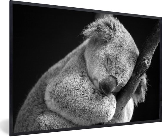 Baby Koala Poster van nobelart 40 x 60 cm Zwart-wit Wanddecoratie