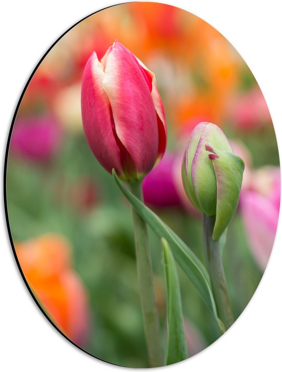 Dibond Ovaal - Donker roze tulpen die nog aan het uitkomen zijn - Bloemen - 30x40 cm Foto op Ovaal (Met Ophangsysteem)