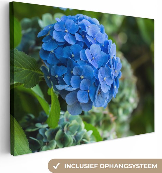 Canvas Schilderij Blauwe hortensia bloem in een tuin - 80x60 cm - Wanddecoratie