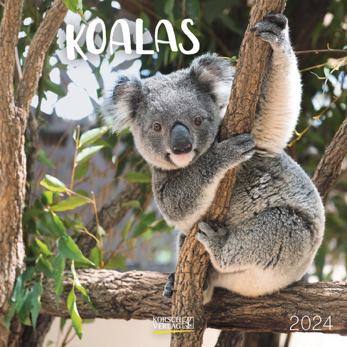 Koala Kalender 2024