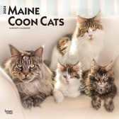 Maine Coon Kalender 2024