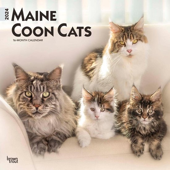 Maine Coon Kalender 2024 Bol   550x550 