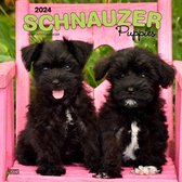 Schnauzer Puppies Kalender 2024