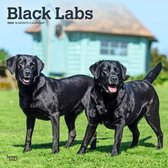 Labrador Retriever Zwart Calendrier 2024
