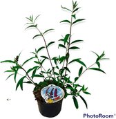 Buddleja davidii 'Black Knight' C3 cm - Bladverliezend - Bloeiende plant - Geurend - Informele haag - Insectenlokkend