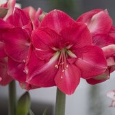 Amaryllis Hercules | Bolmaat 32/34 | Ridderster | Roze | Kamerplant