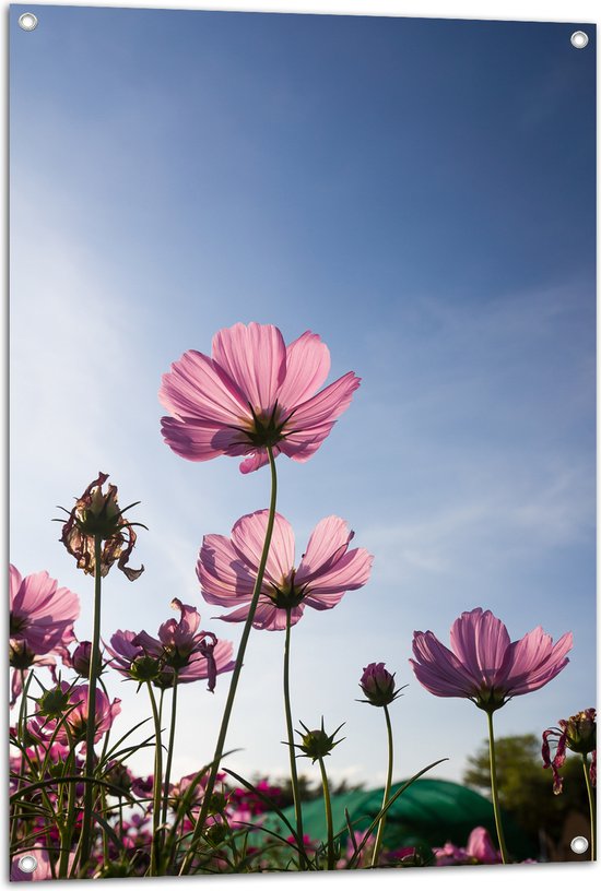 Tuinposter – Cosmea bloemen in een bloemenveld met heldere blauwe lucht - 70x105 cm Foto op Tuinposter (wanddecoratie voor buiten en binnen)