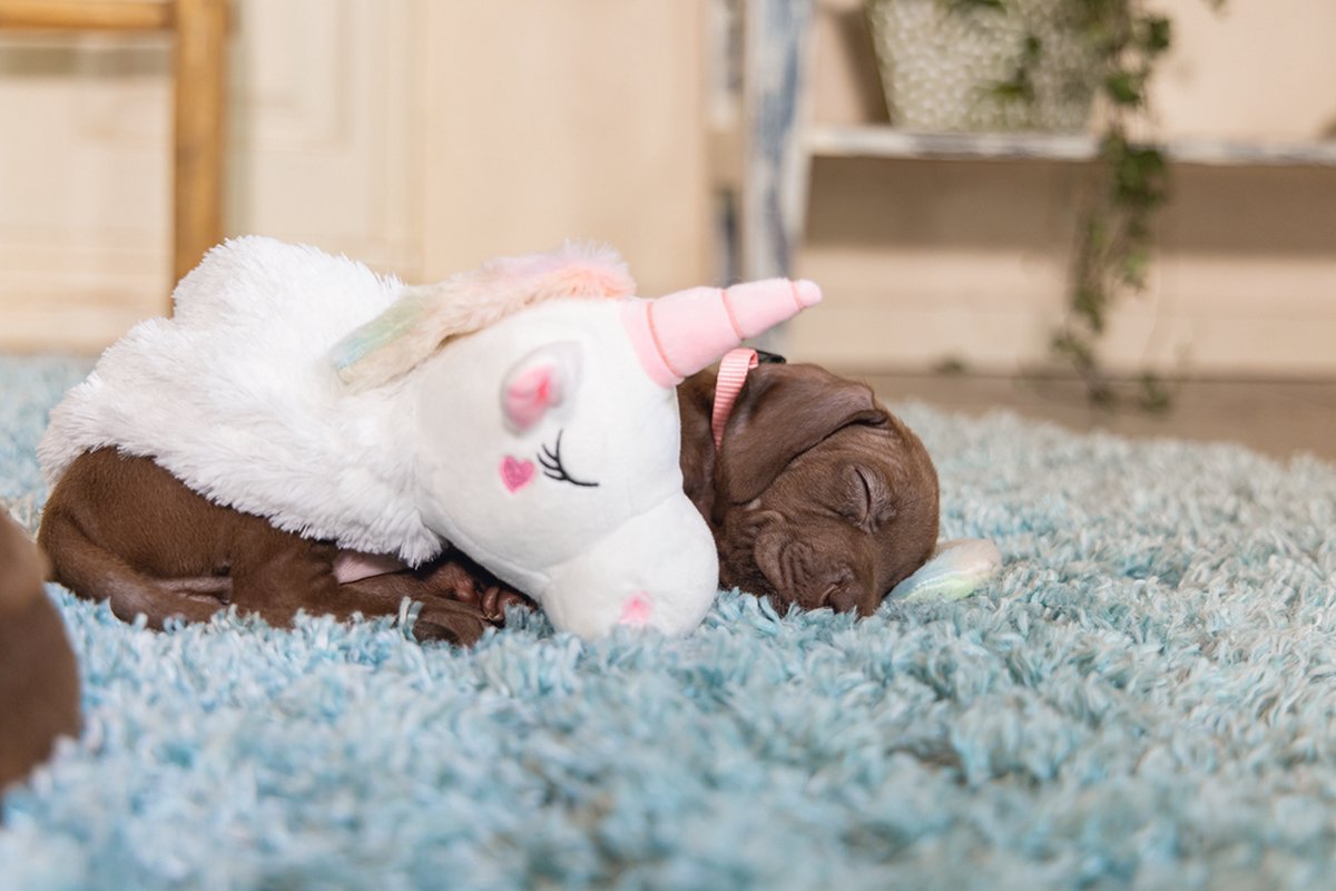 Beeztees Puppy Flatino Unicorn Lo - Puppy Speelgoed - Puppyknuffel - Hondenspeelgoed - Wit 49x10x14 cm - Hond thumbnail 5