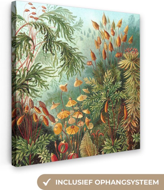 Canvas Schilderijen - Muscinae - Ernst Haeckel - Planten - Wanddecoratie