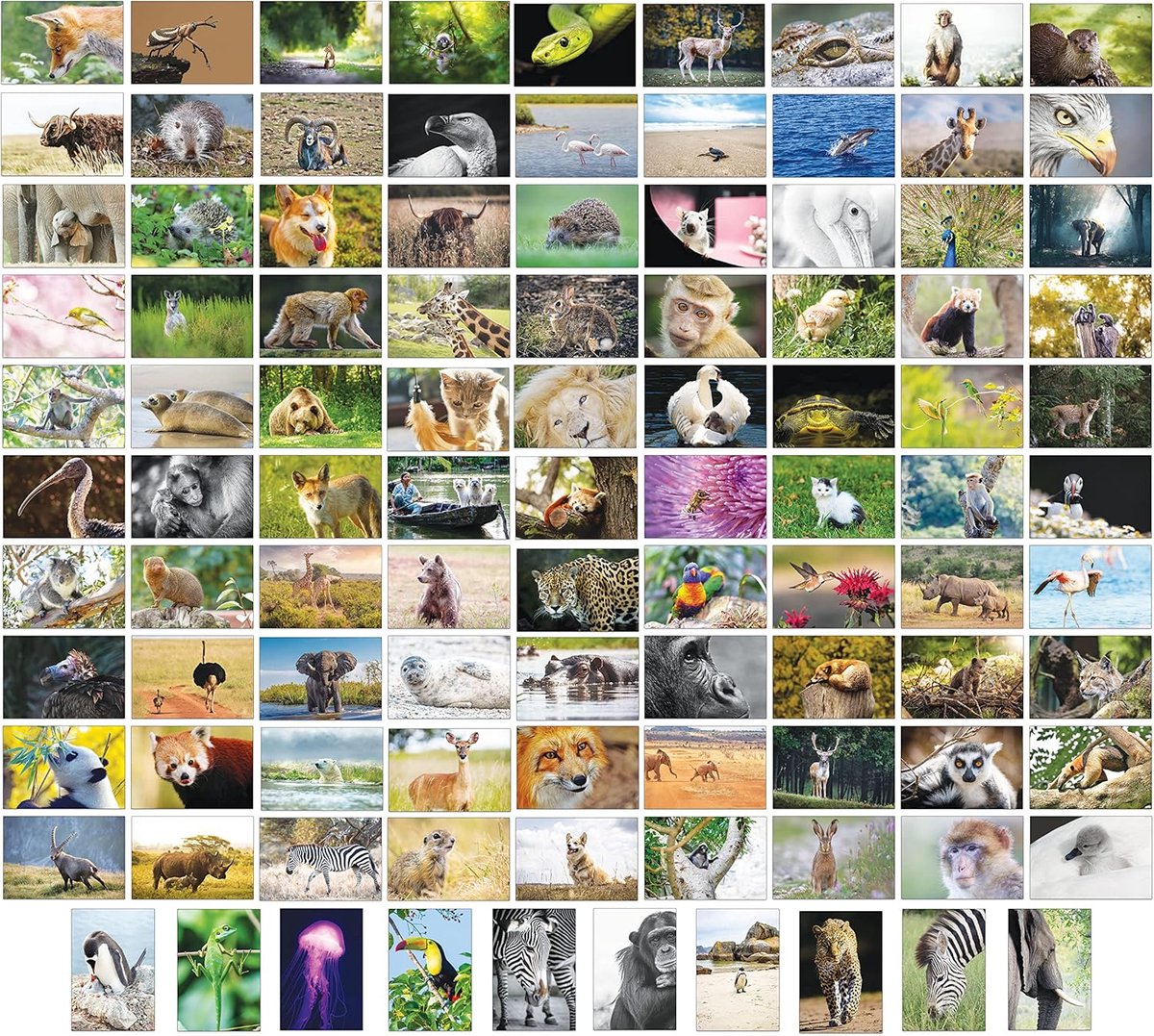 SnelShoppen - 100 Dieren Postkaarten - 100 Verschillende Motieven - Hoge Kwaliteit 300gsm Kaart - Normale Postkaart Maat 15x10 cm - Ideaal voor Verjaa