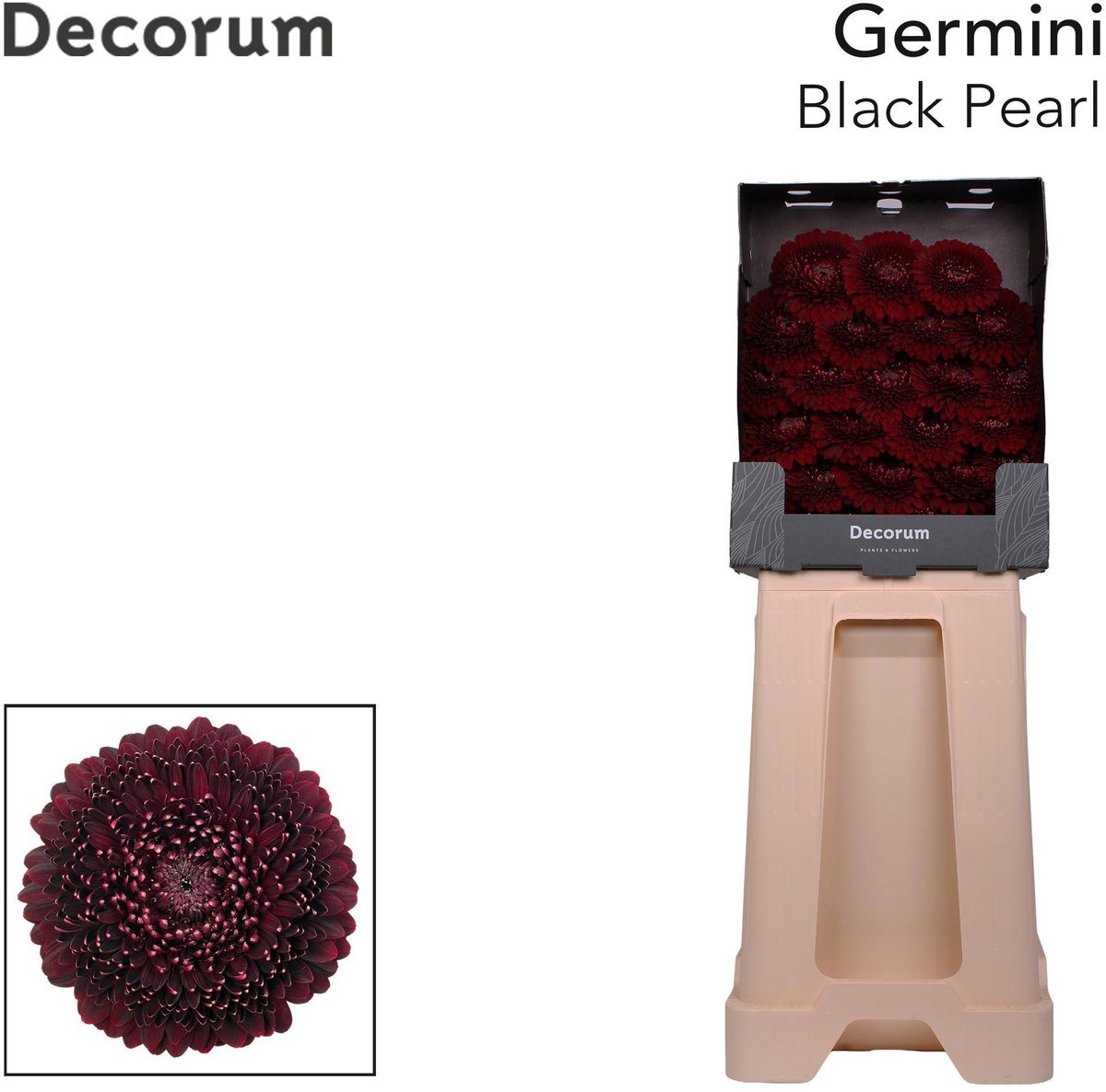 25x Germ.pomponi black pearl 70cm