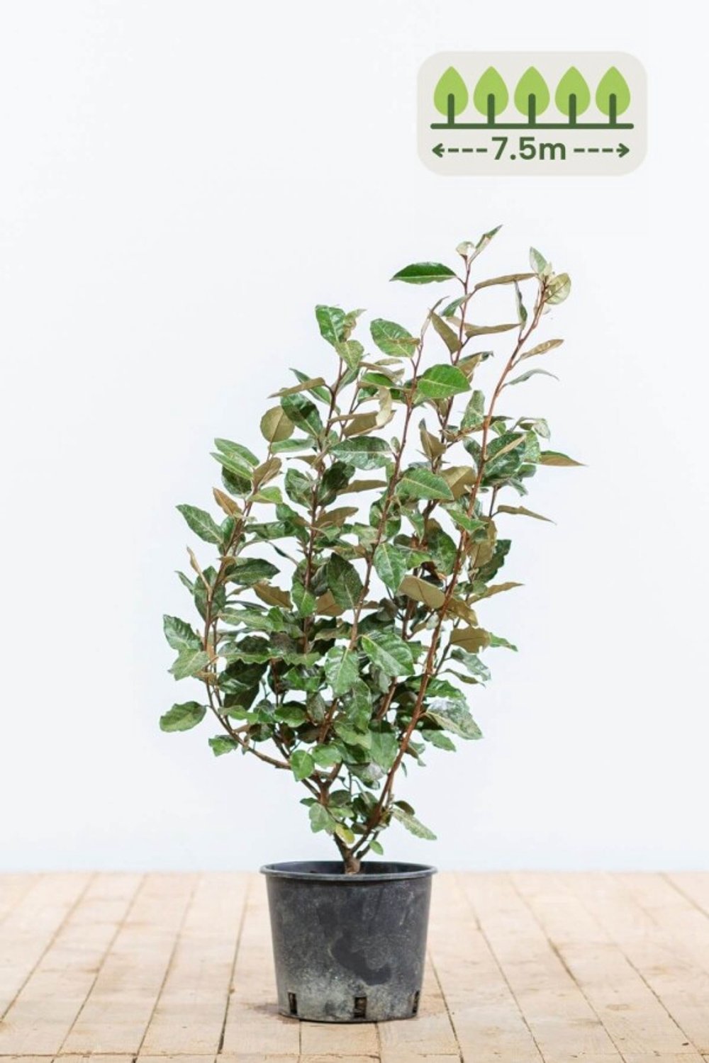 50-60 cm voor 7.5 meter - 30st. Elaeagnus ebbingei