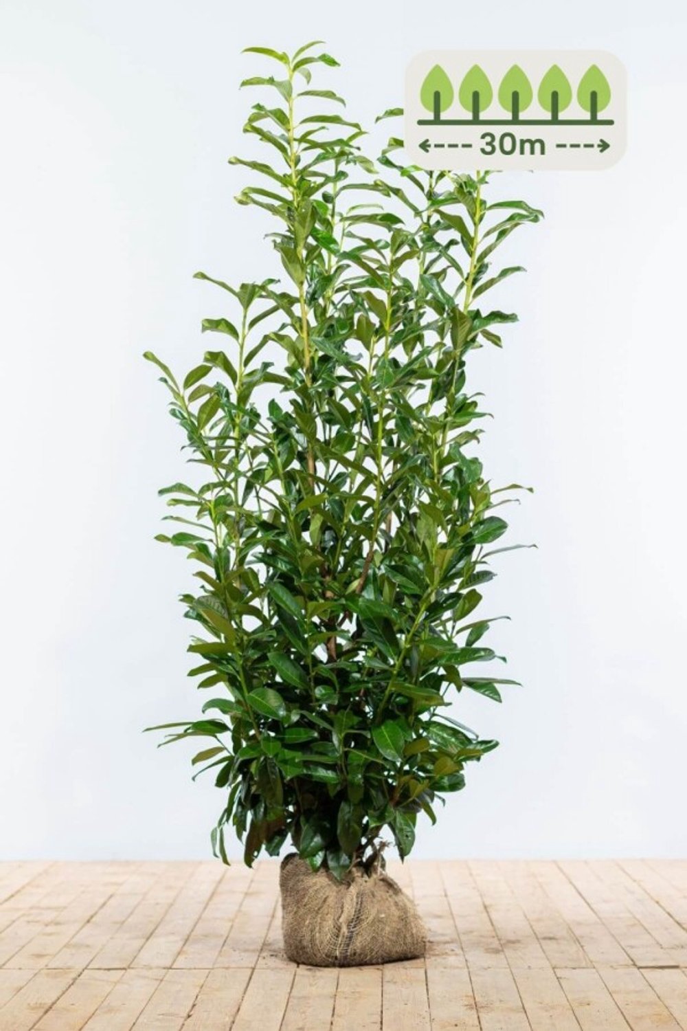 Laurier 'Genolia' 125-150 cm voor 30 meter - 60st. Prunus laurocerasus 'Genolia'