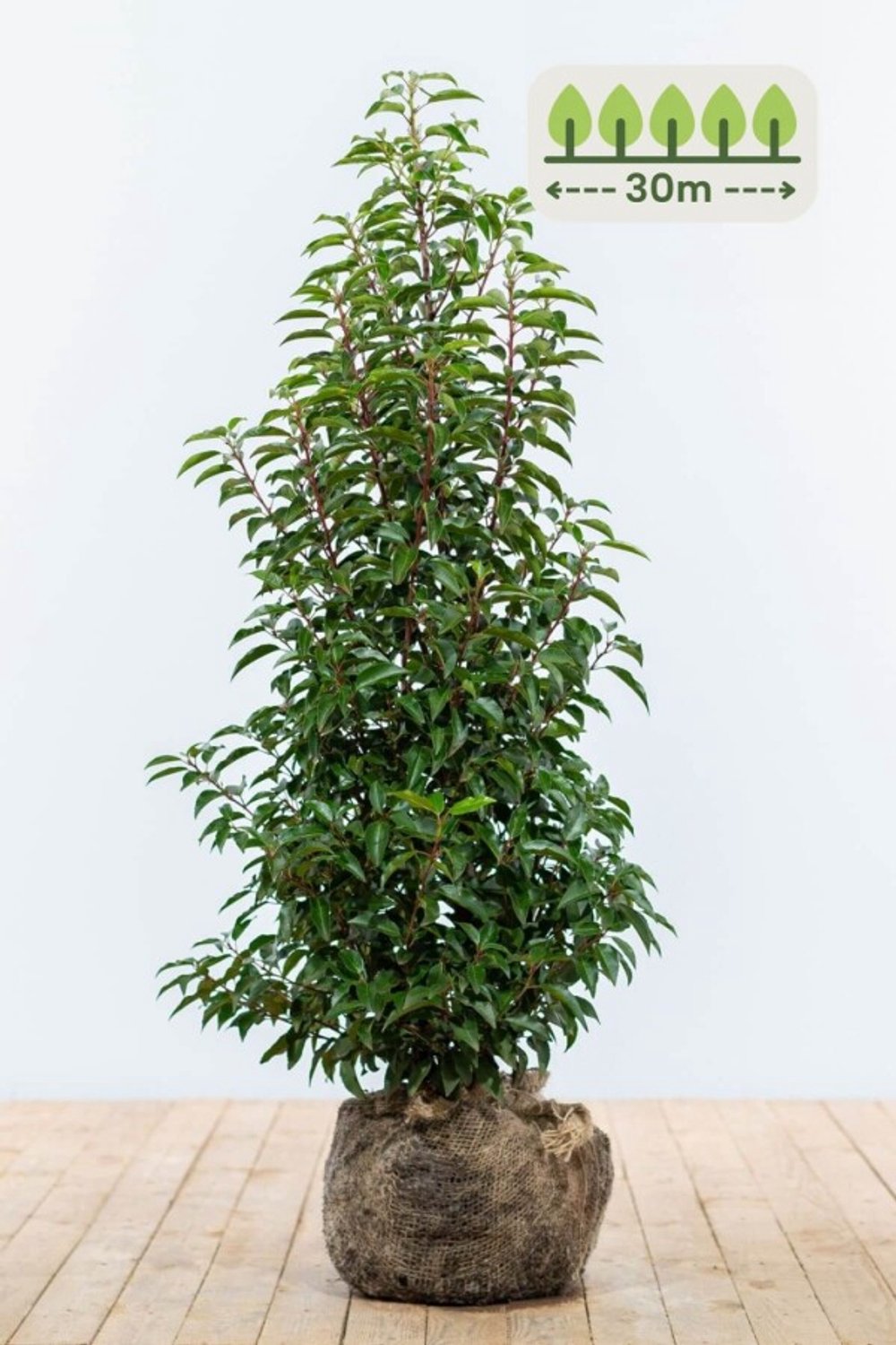 Portugese laurier 100-125 cm voor 30 meter - 75st. Prunus lusitanica 'Angustifolia'