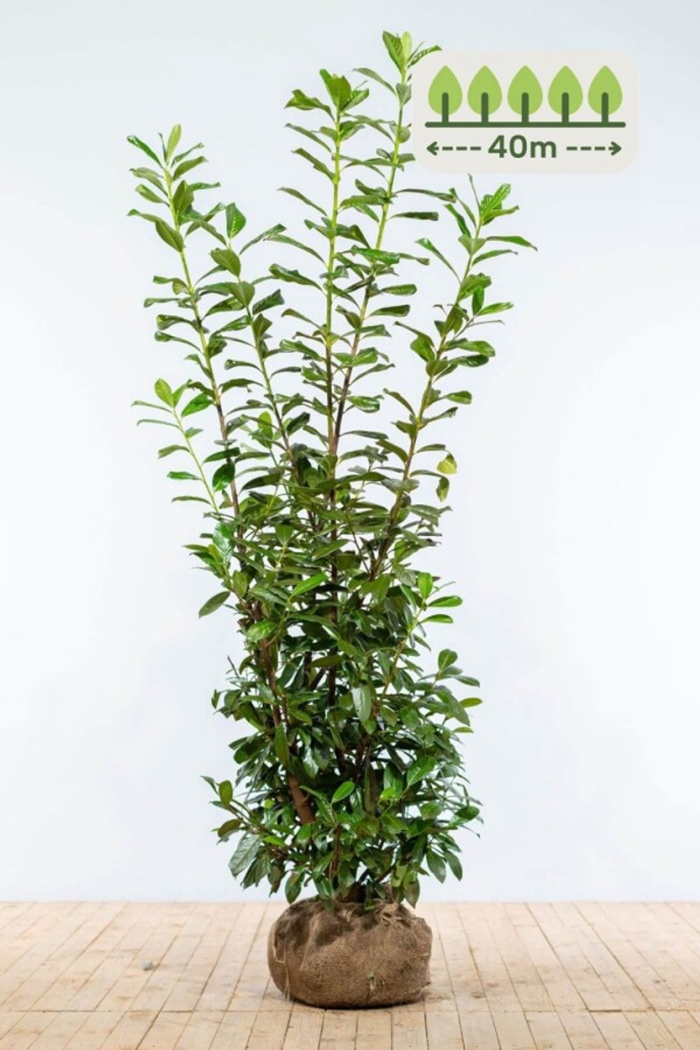 Laurier 'Novita' 175-200 cm voor 40 meter - 80st. Prunus laurocerasus 'Novita'