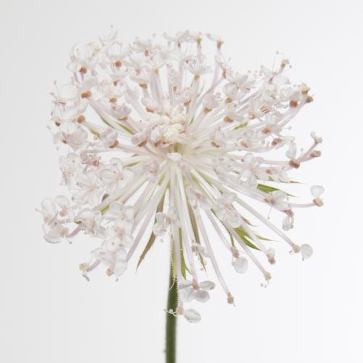10x Didiscus - wit 60cm