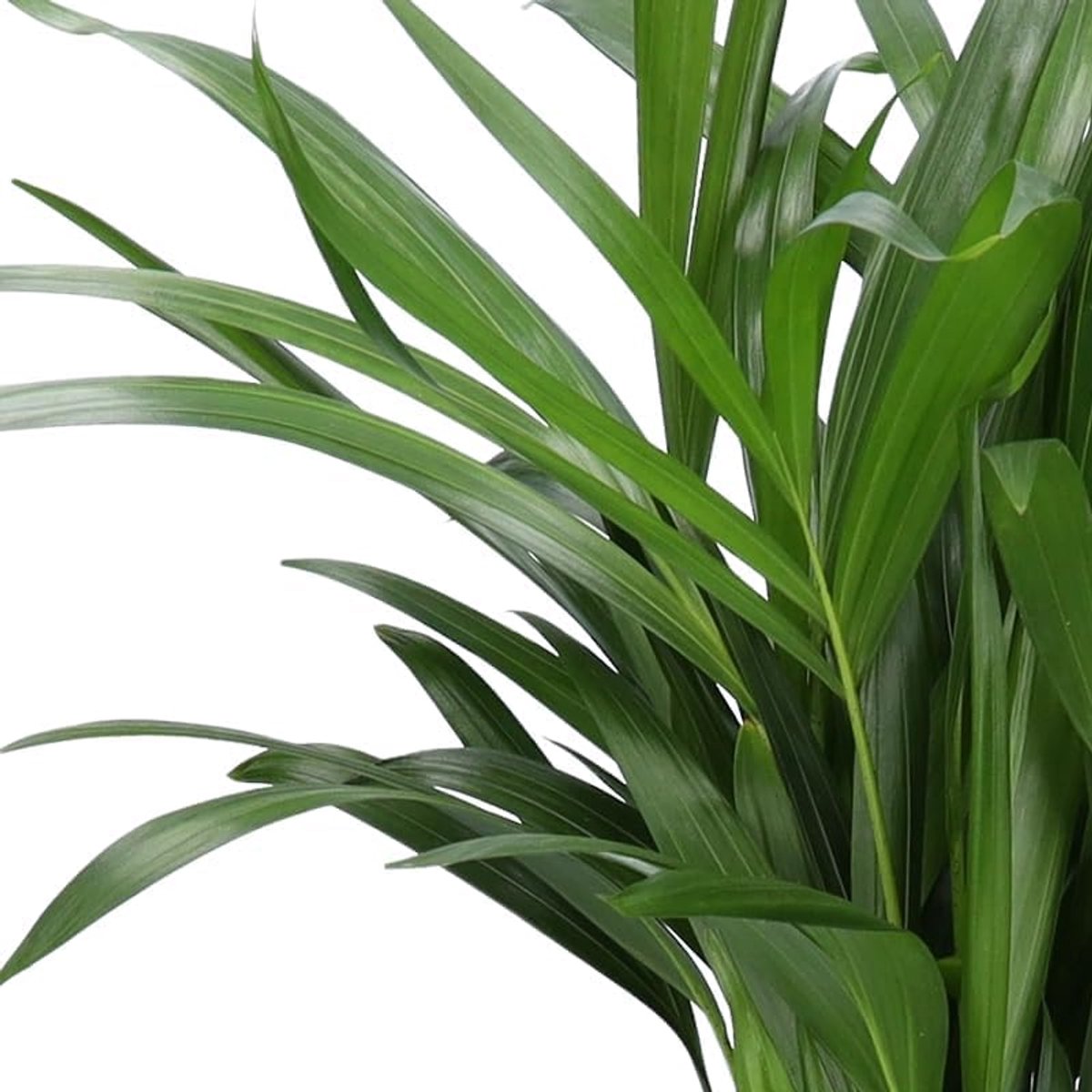5-Plant Set “Dierenvriend”, +/- 30–60 cm, ø 12–15 cm pot, Parlor Palm, Bananenplant, Goudpalm, Geldboom, Calathea, niet giftig & diervriendelijk, kwaliteit van de plantenprofessional