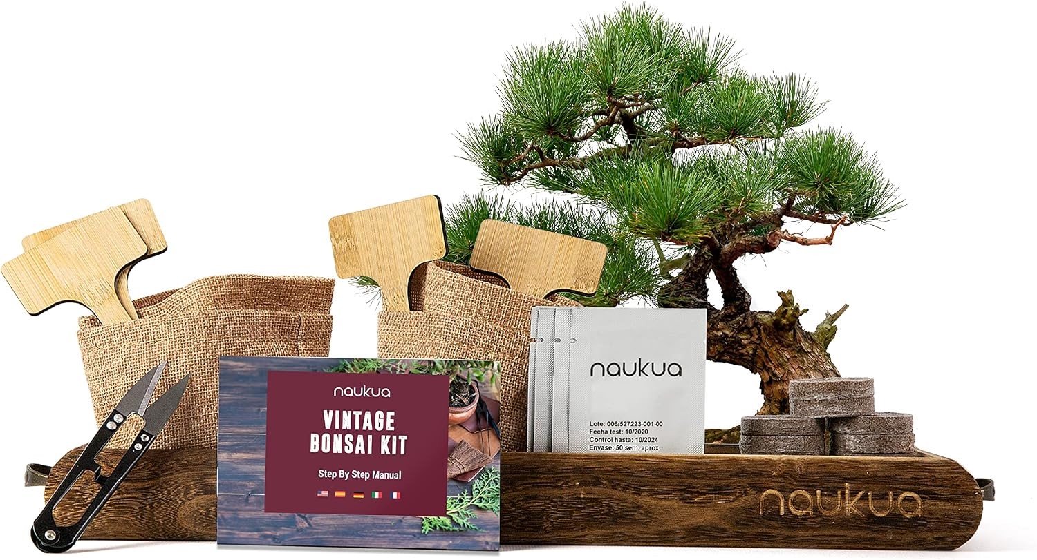Bonsai Starter Kit - Vintage - 4x Bonsai Bomen - Organische Zaden - Voor Tuinliefhebbers