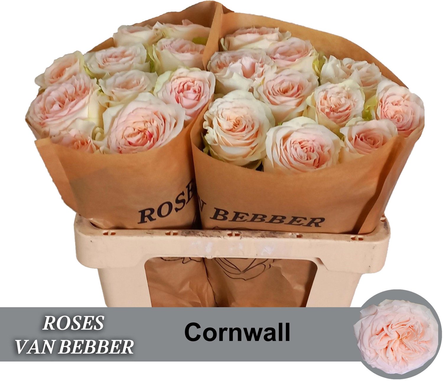 10x Rosa cornwall 60cm