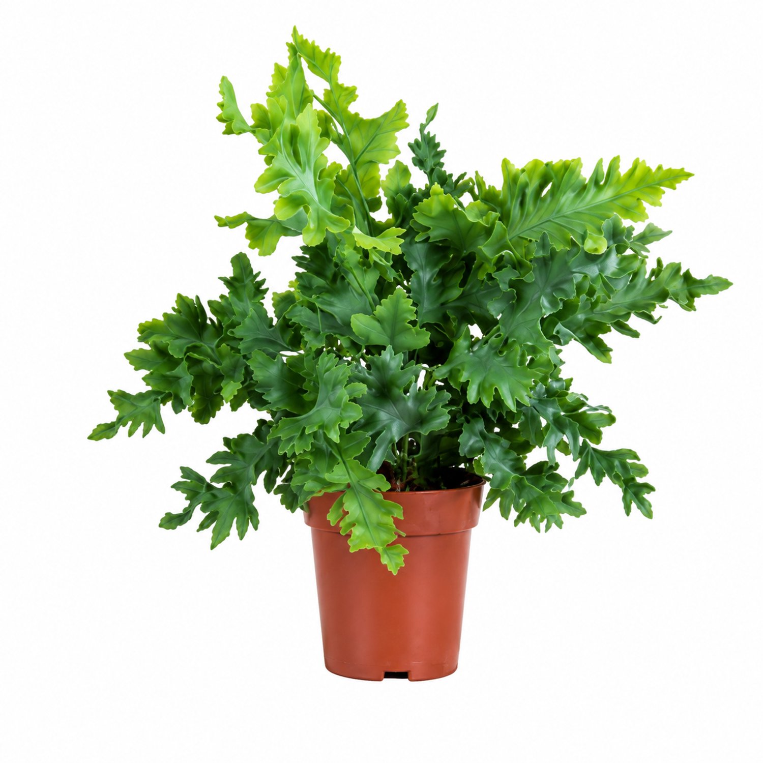 Bloomique - Phlebodium Aureum Davana - Blauwvaren - Varen - Kamerplanten - Blauwgroen blad - Huisdiervriendelijk - Luchtzuiverend - Hoogte 20-25 cm - Pot 12 cm