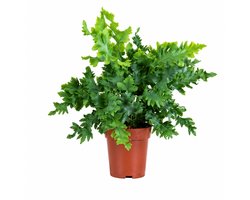 Bloomique - Phlebodium Aureum Davana - Blauwvaren - Varen - Kamerplanten - Blauwgroen blad - Huisdiervriendelijk - Luchtzuiverend - Hoogte 20-25 cm - Pot 12 cm