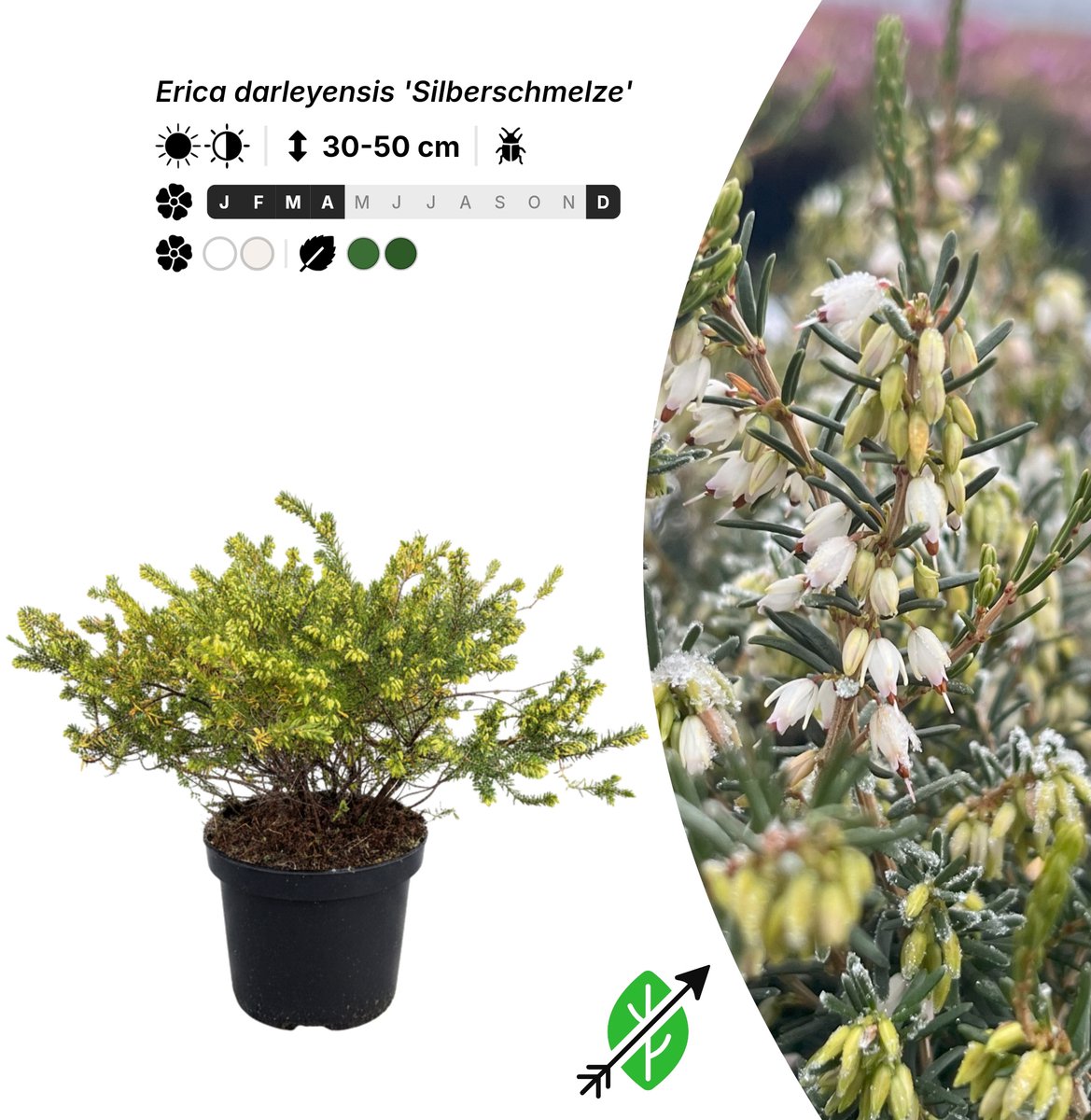 Singleplants - 6x Erica darleyensis 'Silberschmelze' - Pot C1.5 - bodembedekker - winterhard tot -20°C
