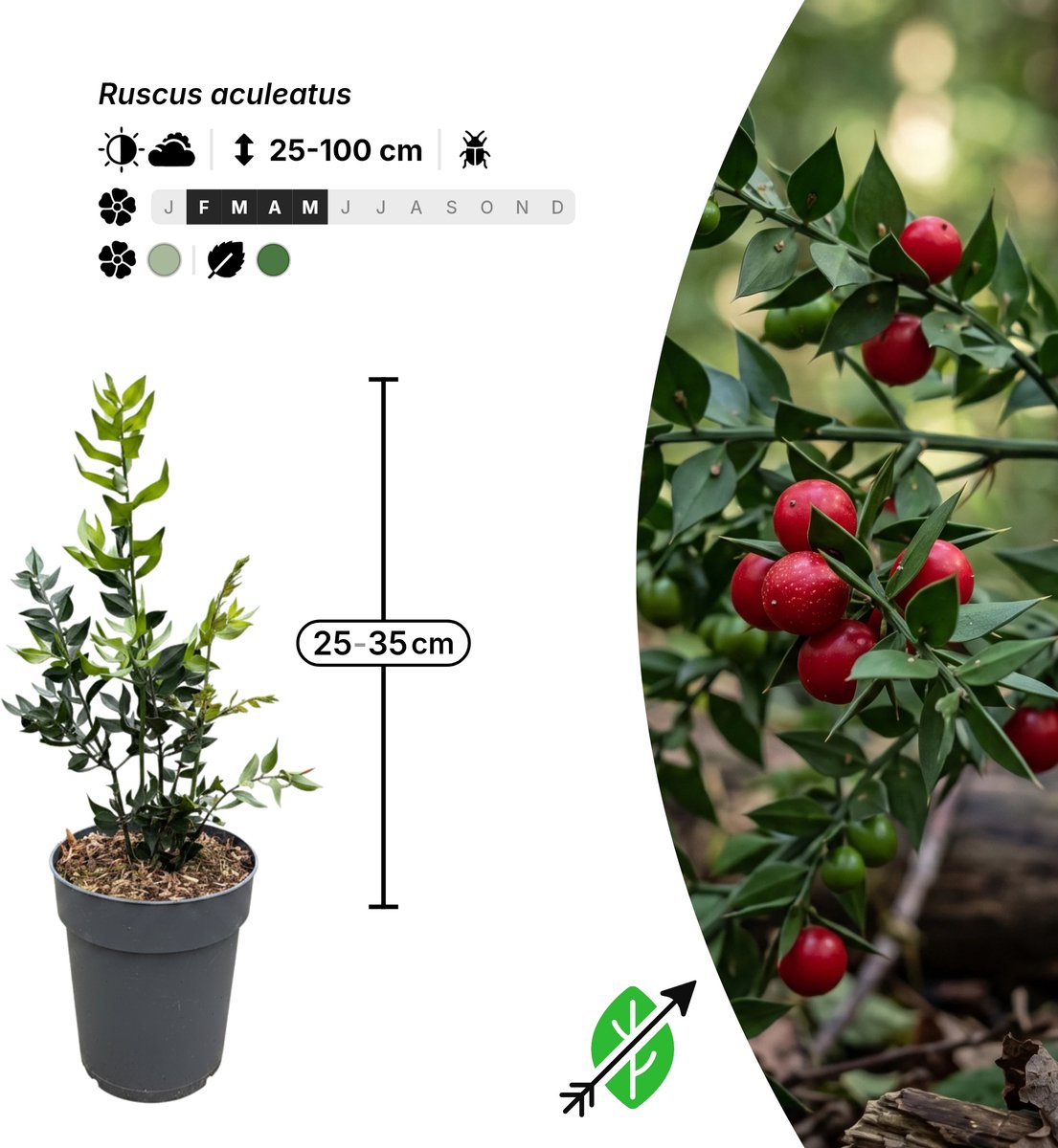 Singleplants - 6x Ruscus aculeatus - Pot C2 - bodembedekker - winterhard tot -15°C