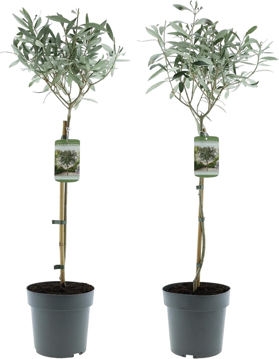 Europaea Halve stam olijfboom, XL, 80-100 cm, Mediterrane potplant voor balkon, terras en tuin, 19 cm pot (1)