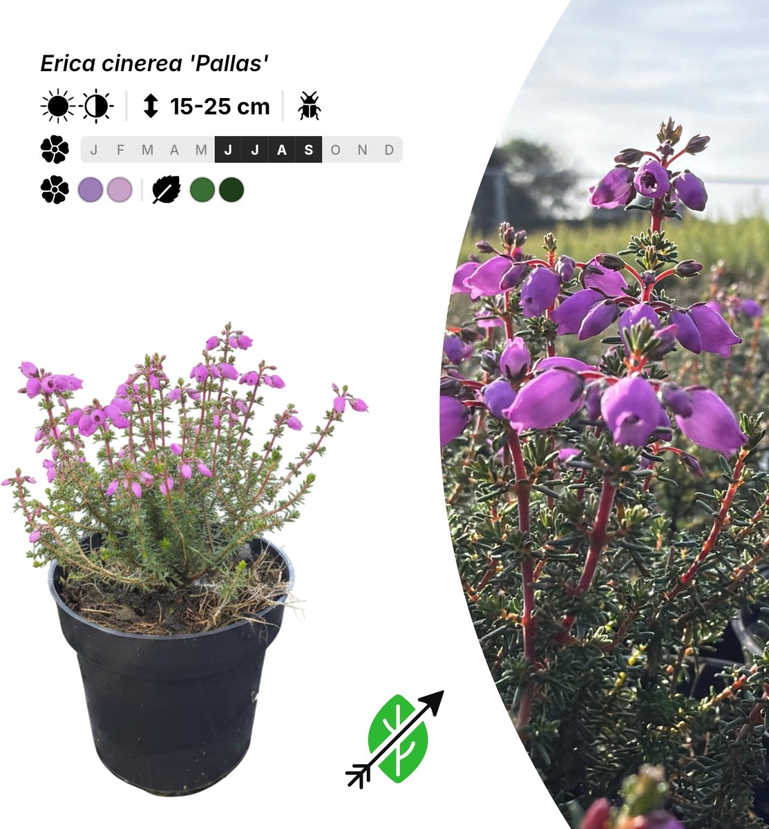 Singleplants - 20x Erica cinerea 'Pallas' - Pot P9,5 - bodembedekker - winterhard tot -20°C