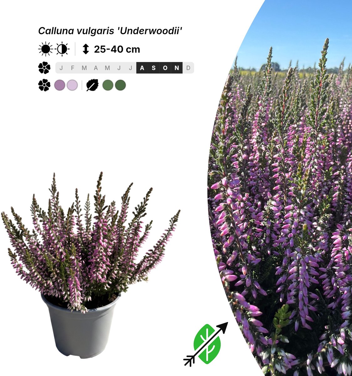 Singleplants - 6x Calluna vulgaris 'Underwoodii' - Pot P10,5 - bodembedekker - in bloeiperiode