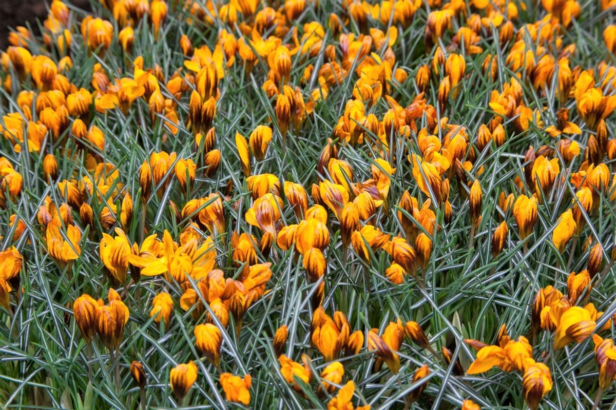 20x Crocus 'Orange monarch' - BULBi® Bloembollen met bloeigarantie
