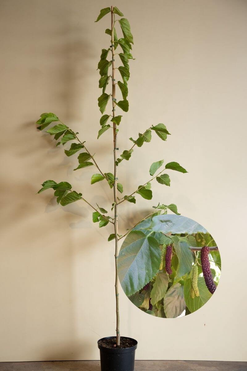 Grootvruchtige Witte Moerbei | Morus alba 'Giant Fruit' | 150-200cm hoogte