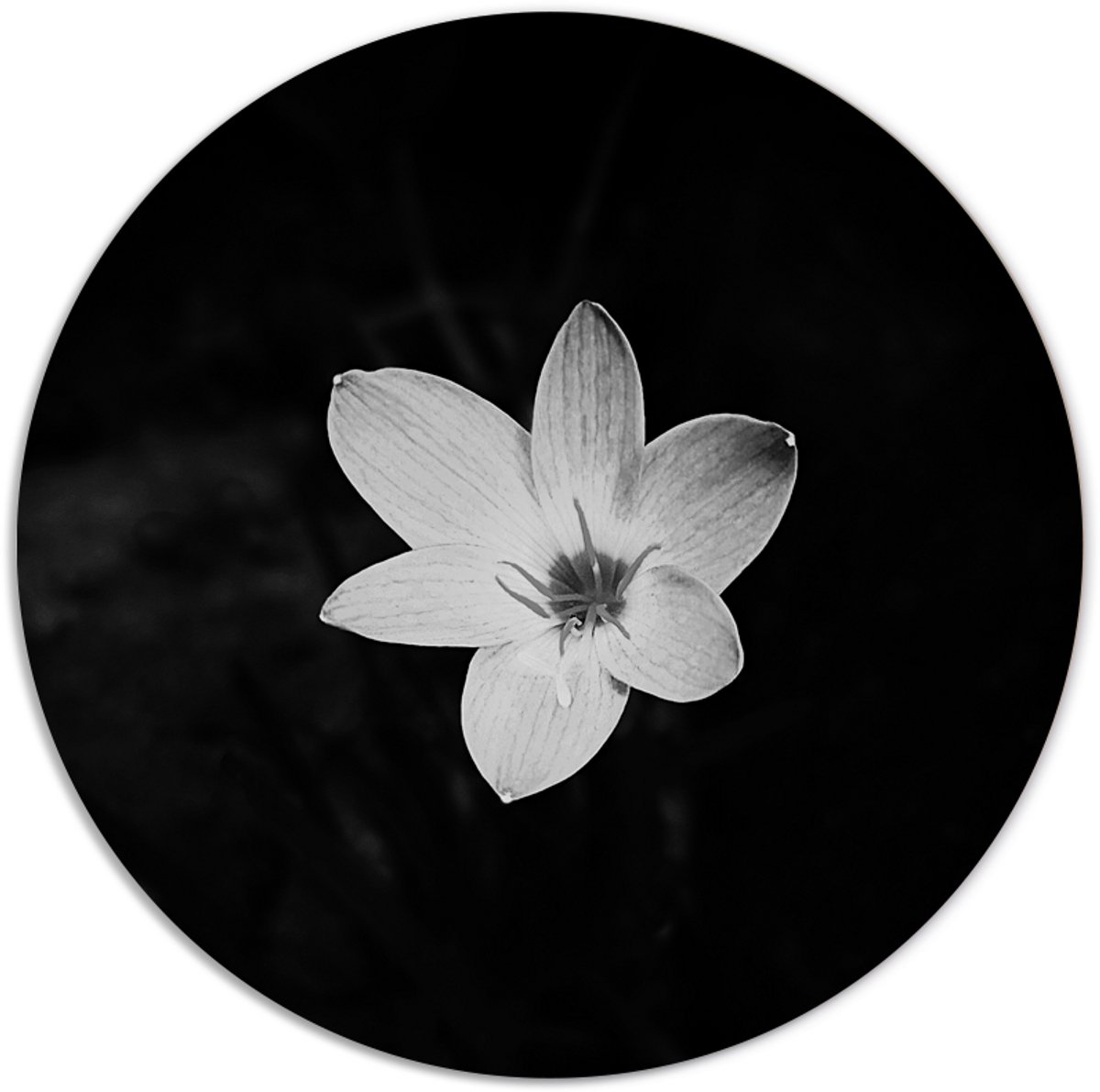 Label2X - Muurcirkel - Flower Black White - Ø 70 cm - Dibond - Multicolor - Wandcirkel - Rond Schilderij - Bloemen en Planten - Muurdecoratie Cirkel - Wandecoratie rond - Decoratie voor woonkamer of slaapkamer