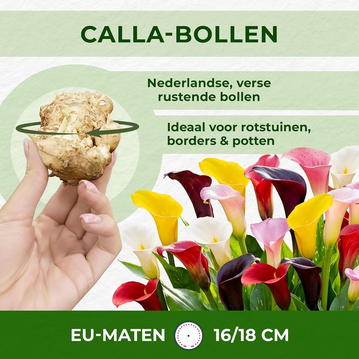 Lelie Zantedeschia bollen collectie, 10 bollen, 5 soorten