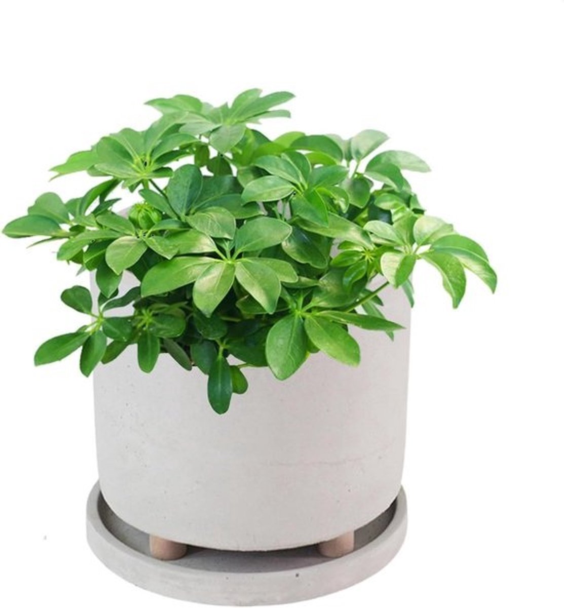 Bloempot op voet - Plantenbak met schotel - Planten decoratief zetten - Betonnen design - Maat L - Grijs