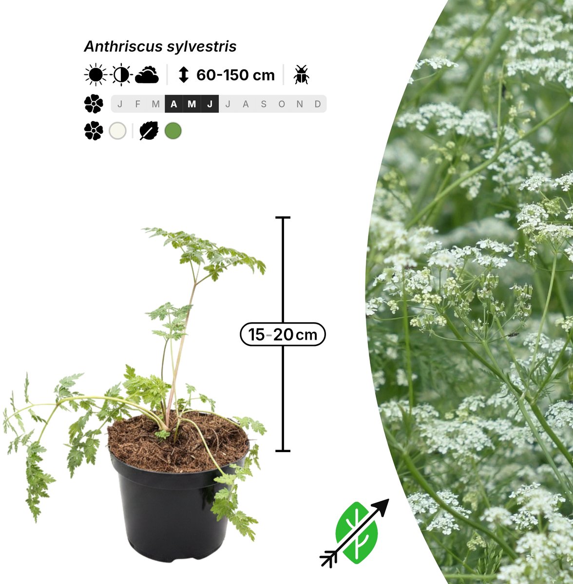 Singleplants - 12x Anthriscus sylvestris - Pot C1.5 - winterhard tot -30°C