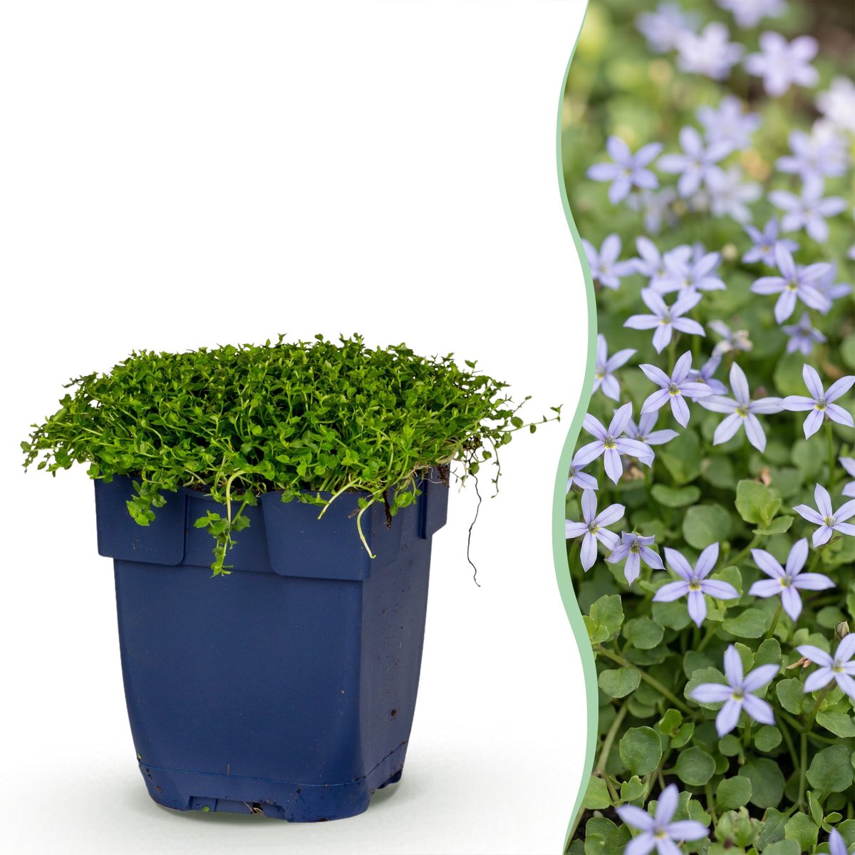 Green boutiQ - Vasteplant - Isotoma fluviatilis - Sterrenbloem - RotsPlant - Licht Blauw - 1 Plant - Pot 11cm - Hoogte 15-25cm